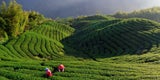Teeplantage