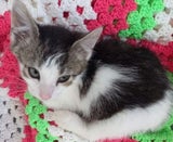 Katze Farbe