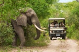 Die große ReiseLust24 Südafrika-Safari