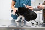 Cyberkatze Pauli Beine 3D-Drucker