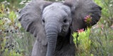 Ungezähmte Lebensfreude auf einer Safari in Südafrika