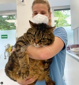 Kater Mausi