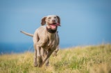 Hunde