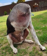 Hund