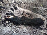 Bigfoot