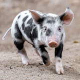 Baby-Boom in Schönbrunn