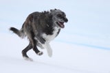 Hund Bormio