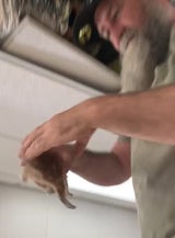 Katzen-Rettung