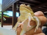 Sechsbeiniger Frosch