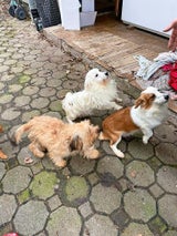 Hunde