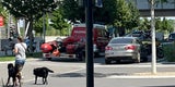 Bade-Drama: 11-Jährige in Badesee in der Seestadt ertrunken