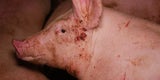 Tierschützer decken Skandal in Mastbetrieb auf