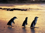 Penguins