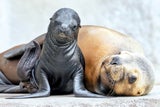 Baby-Boom in Schönbrunn
