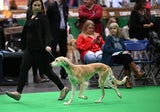 Hunde