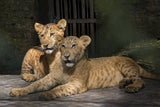 Liger- umstrittene Kreuzung aus Löwe und Tiger