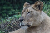 The Birmingham Zoo/Facebook