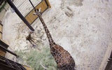 Giraffen-Baby