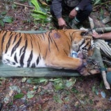 Immer wieder geraten Tiger in Schlingfallen