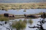 Ungezähmte Lebensfreude: Die Top 7 Nationalparks in Südafrika