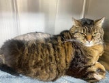 Kater Mausi