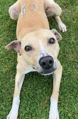RSPCA