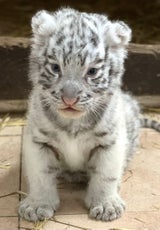 NÖ: Weißer Königstiger im "Weißen Zoo" geboren