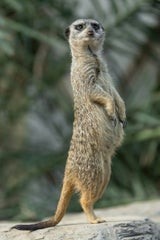 Erdmännchen: Die ''Superwächter'' im Tiergarten Schönbrunn
