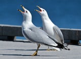 Möwe