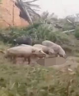Schweine