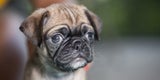 Mops Welpe