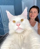 Kefir