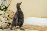Königspinguin-Küken im Tiergarten Schönbrunn geschlüpft