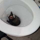 RSPCA