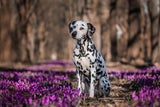 Hunde