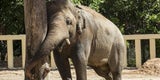 Elefant Kavaan in seiner neuen Heimat Kambodscha