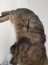 Grausame Tierquälerei: Katze mit Pfeil durchbohrt