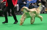 Hunde