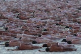 Tausende Nackte am Bondi Beach in Sydney
