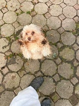 Hunde