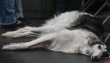 Hunde