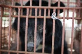 Vier Pfoten: Neun Kragenbären in Vietnam gerettet