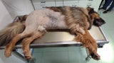 Besitzerin wollte gesunden Schäferhund Jimmy einschläfern lassen