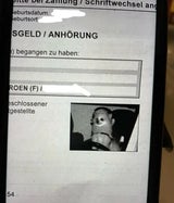 Hund hinter Lenkrad geblitzt