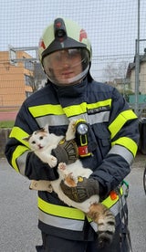 Katze ''Minki'' saß auf Tanne fest: Rettung durch Feuerwehr