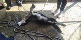Hund gefesselt, ertränkt und getötet