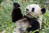 Das große Panda-Weibchen "Yang Yang" im Tiergarten Schönbrunn.