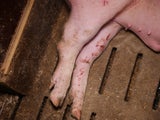 Tierschützer decken Skandal in Mastbetrieb auf