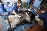 Vier Pfoten: Neun Kragenbären in Vietnam gerettet