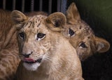 Liger- umstrittene Kreuzung aus Löwe und Tiger